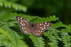 David Plant Photography - Wildlife Photography - Speckled wood - G